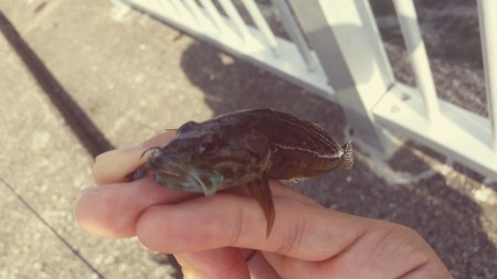 豆アジング開幕？